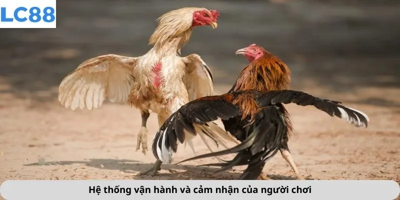 Hệ thống vận hành và cảm nhận của người chơi